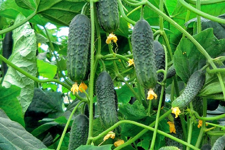 Obavještenje za poljoprivredne proizvođače